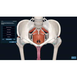 3D Organon Anatomy for Professionals