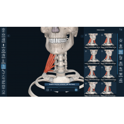 3D Organon for Professionals