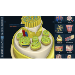 3D Organon Anatomy for Professionals