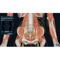 3D Organon for Professionals
