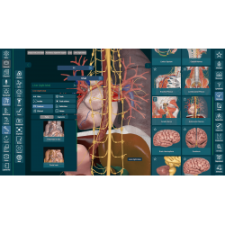 3D Organon for Professionals
