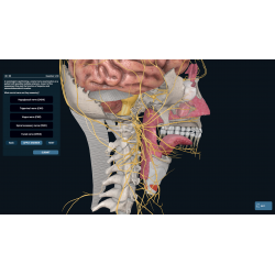 3D Organon for Professionals
