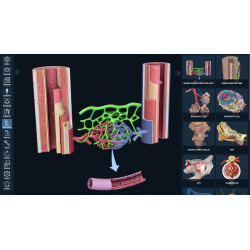3D Organon Anatomy for Professionals