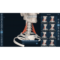 3D Organon Anatomy for Professionals