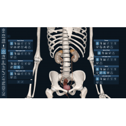 3D Organon for Professionals