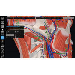 3D Organon VR Anatomy for your Standalone VR headset | Standard