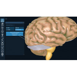 3D Organon for your desktop | Standard