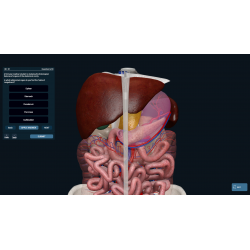 3D Organon for your desktop | Standard