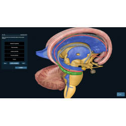 3D Organon VR Anatomy for your Standalone VR headset | Standard