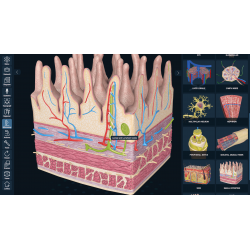 3D Organon for your desktop | Standard