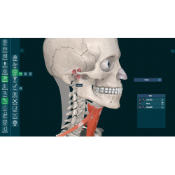 3D Organon VR Anatomy for your Standalone VR headset | Standard