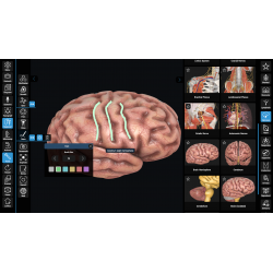 3D Organon VR Anatomy for your Standalone VR headset | Standard
