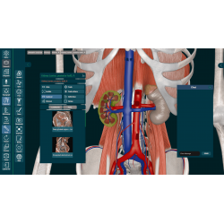 3D Organon VR Anatomy for your Standalone VR headset | Standard