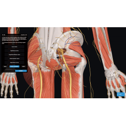 3D Organon for your mobile | Standard