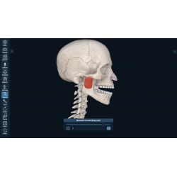 3D Organon for your mobile | Standard