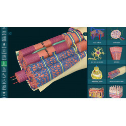 3D Organon for your mobile | Standard