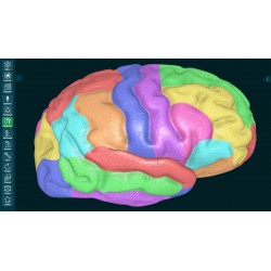 3D Organon Anatomy for Students