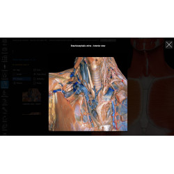 3D Organon Anatomy for Students