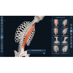 3D Organon for your mobile | Standard