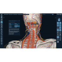 3D Organon for your desktop | Standard