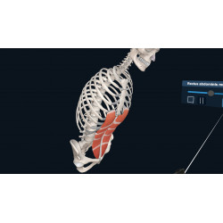 3D Organon XR for your Standalone VR headset | Standard