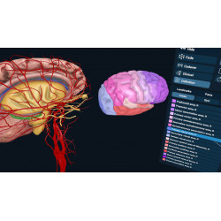 3D Organon VR Anatomy for your Standalone VR headset | Standard