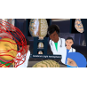 3D Organon VR Anatomy | Estándar