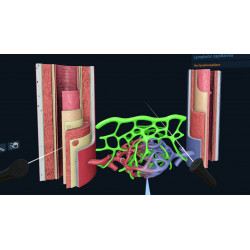 3D Organon XR | Standard