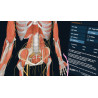 3D Organon VR Anatomy | Estándar