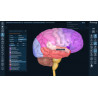 3D Organon Anatomy for Professionals