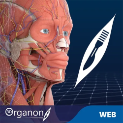 3D Organon for your web | professional