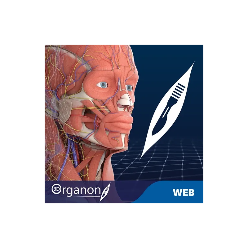 3D Organon for your web | professional