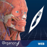 3D Organon VR Anatomy for your Standalone VR headset | Standard